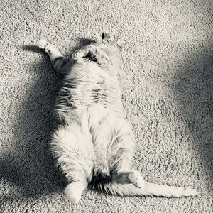 Meet your Posher, Patty